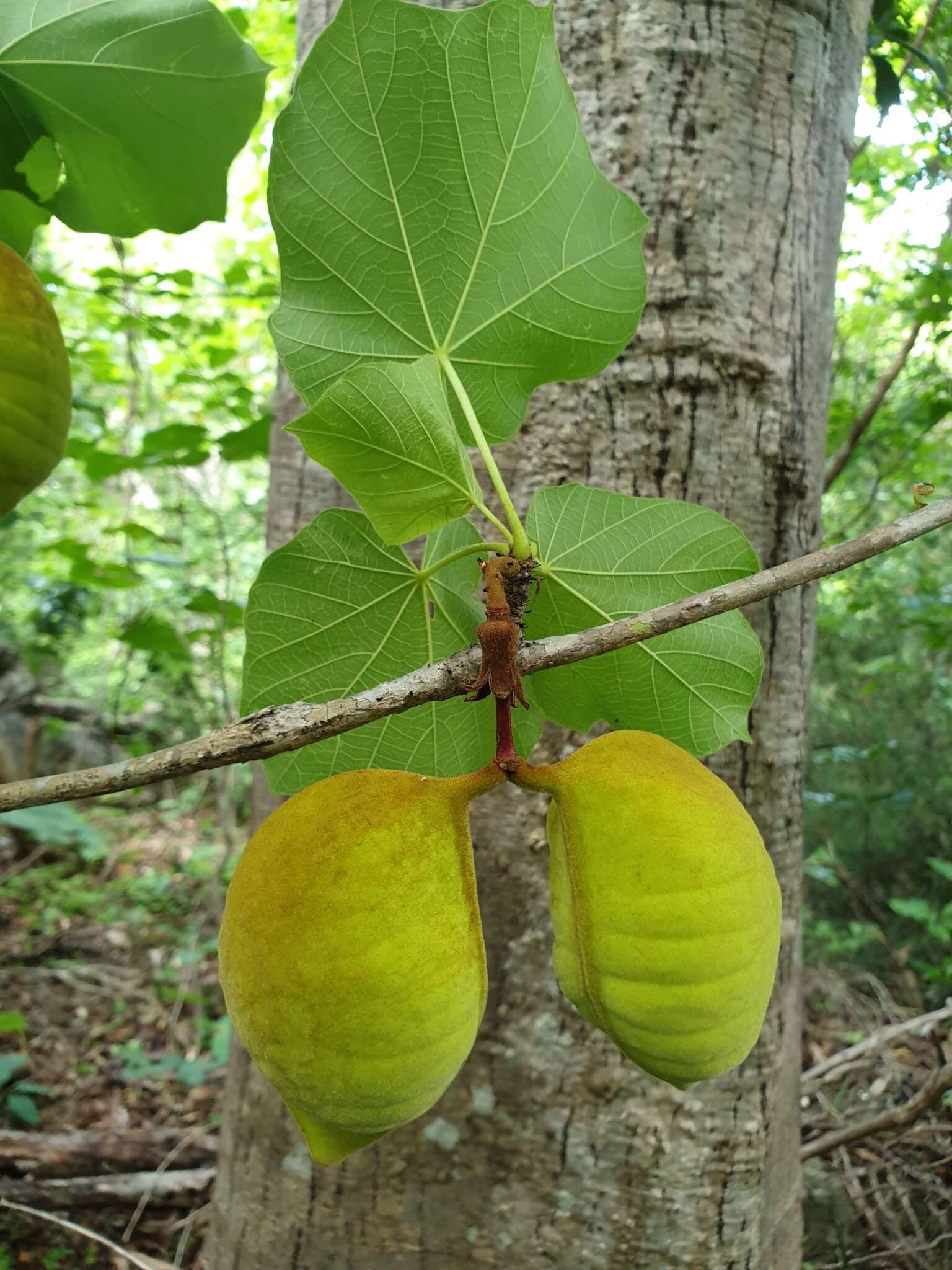 Imagem de Hildegardia ankaranensis (Arenes) Kosterm.