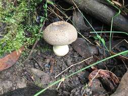 Image de Amanita luteolovelata D. A. Reid 1978