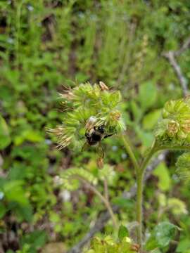 Image of shade phacelia