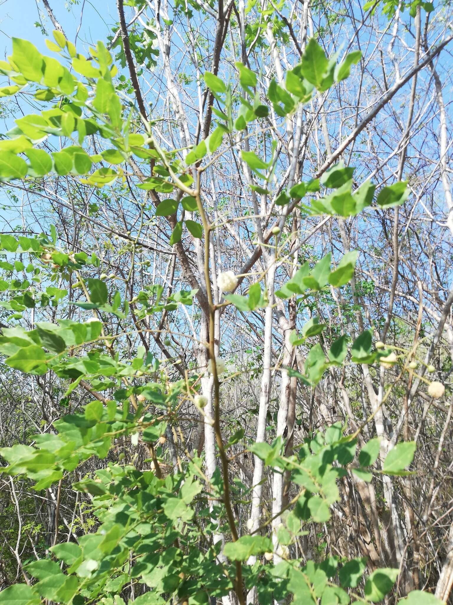 Plancia ëd Leucaena macrophylla Benth.