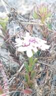 صورة Iberis procumbens subsp. procumbens