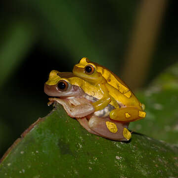 Image of Bereis' Treefrog