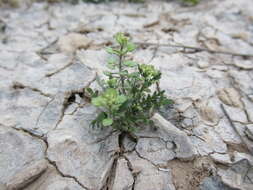 Image of shaggyfruit pepperweed