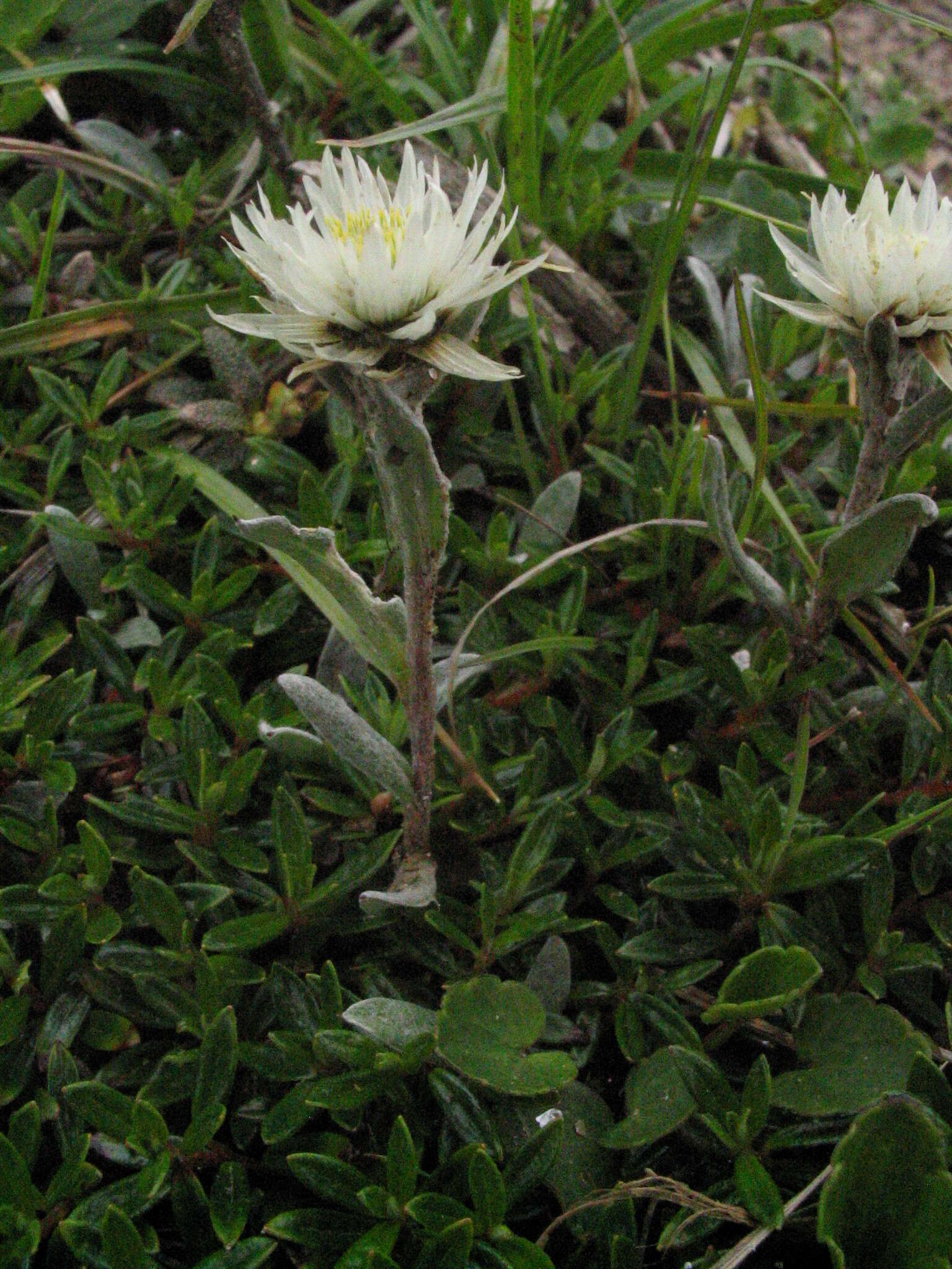 Image of Anaphalis nepalensis var. monocephala (DC.) Hand.-Mazz.