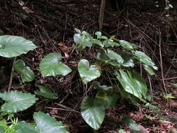 Image of Homalomena philippinensis Engl.