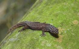 Image of Spotted Least Gecko