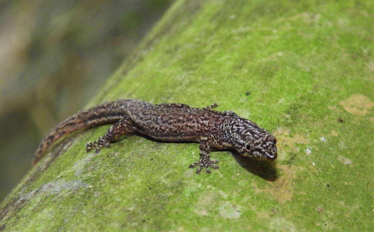 Sphaerodactylus continentalis Werner 1896的圖片