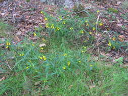 Image of Small cow-wheat