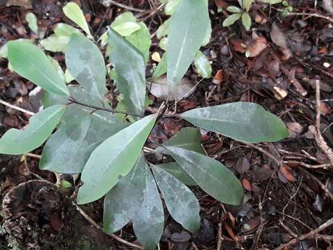 Image of Pseudowintera axillaris (J. R. & G. Forst.) Dandy