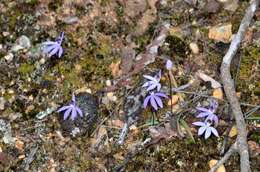 Image of Eastern tiny blue china orchid