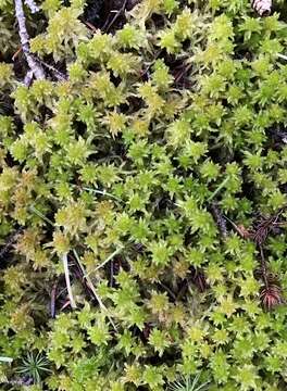 Image of Lescur's sphagnum