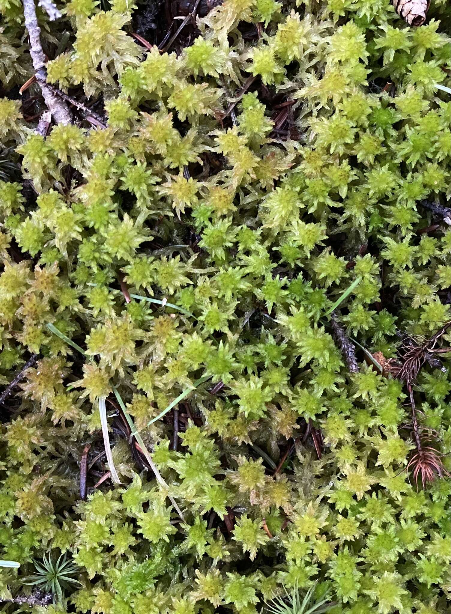 Sphagnum lescurii Sullivant ex A. Gray 1856的圖片