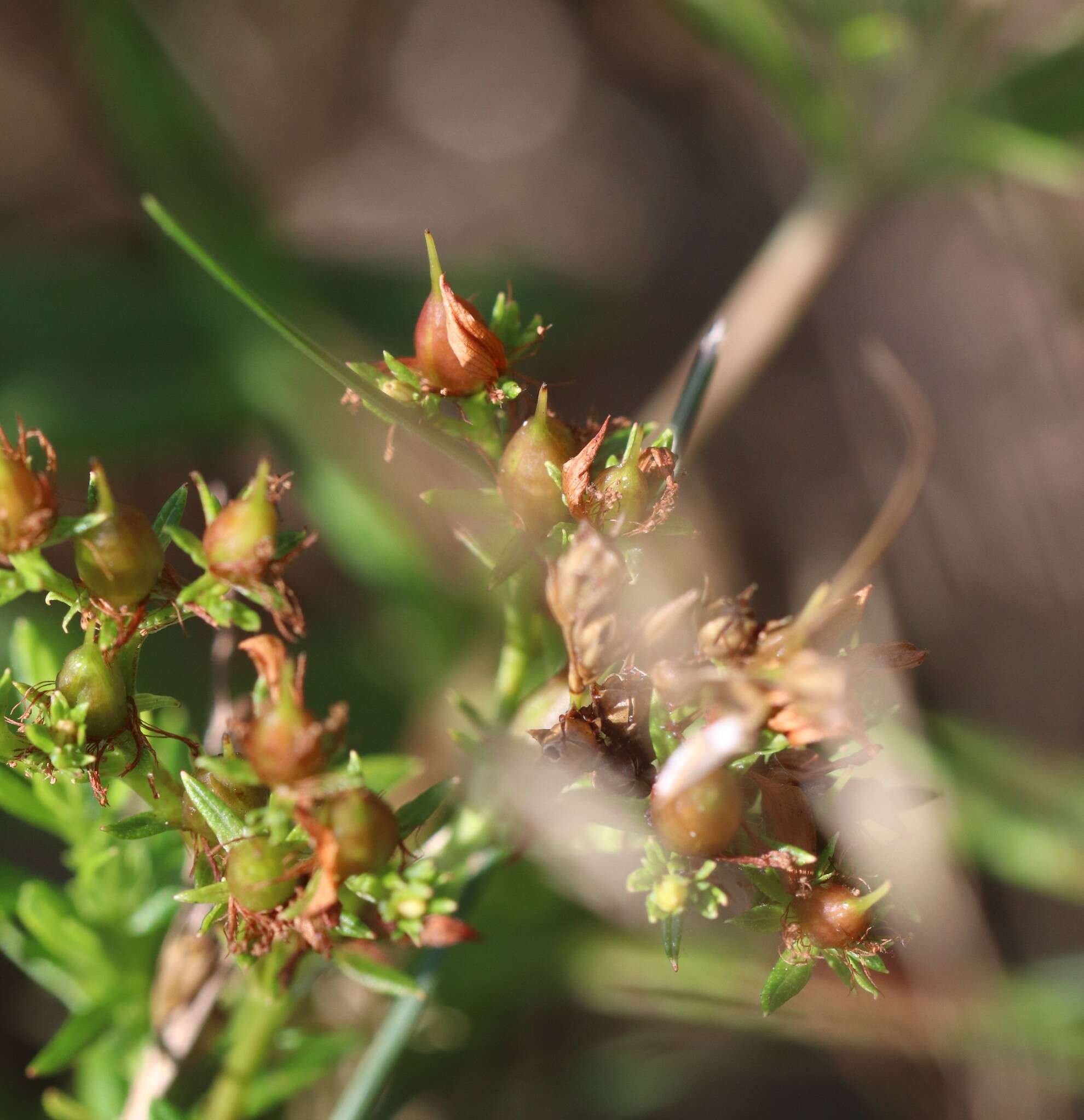 Sivun Hypericum adpressum W. C. P. Barton kuva