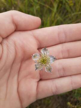 Nigella arvensis L. resmi