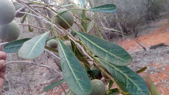 Image de Crateva greveana Baill.