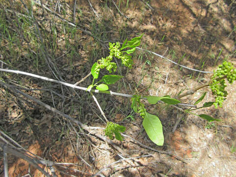 Image of singleleaf ash