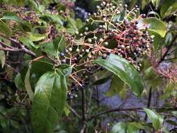 Image of Viburnum propinquum Hemsl.