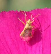 Image of Scentless plant bug