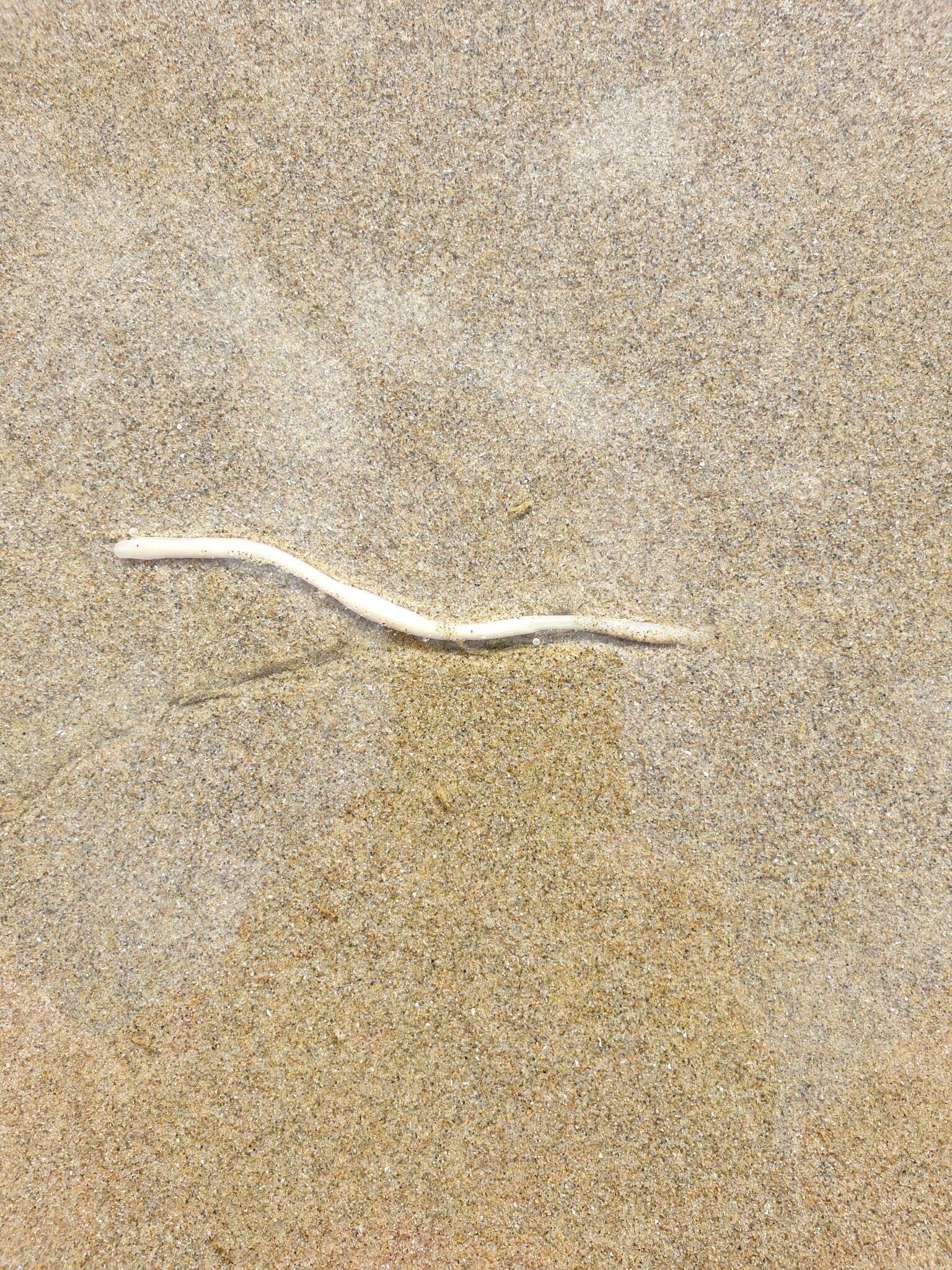 Image de Praealbonemertes whangateaunienses Cantell 1993