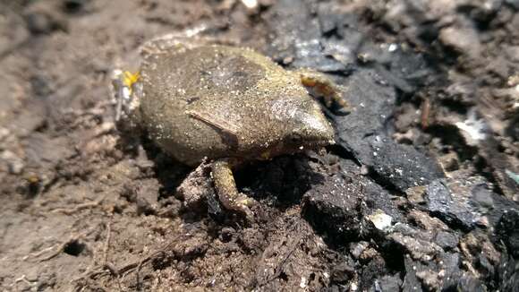 Elachistocleis cesarii (Miranda-Ribeiro 1920)的圖片