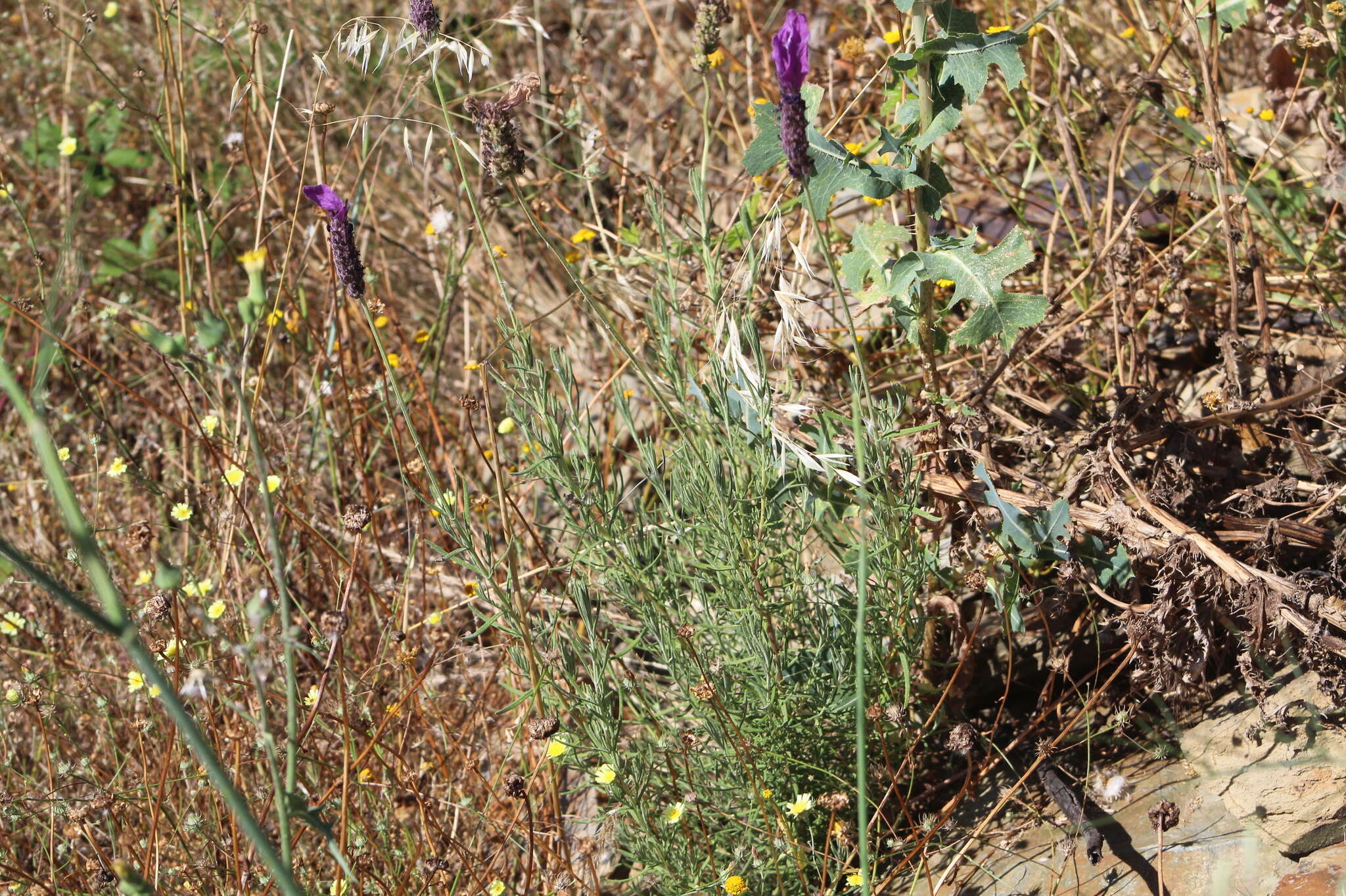 Image of Lavandula pedunculata (Mill.) Cav.