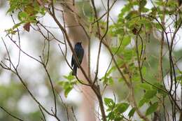 Image of Nilgiri Flycatcher