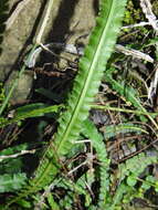 Image of Asplenium attenuatum R. Br.