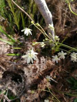 Image of Knowltonia vesicatoria subsp. vesicatoria