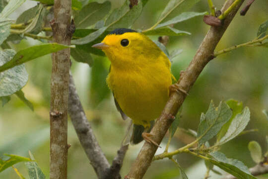 Image of Wilson's Warbler