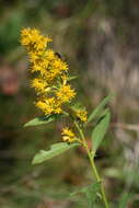 Plancia ëd Solidago pallida (Porter) Rydb.