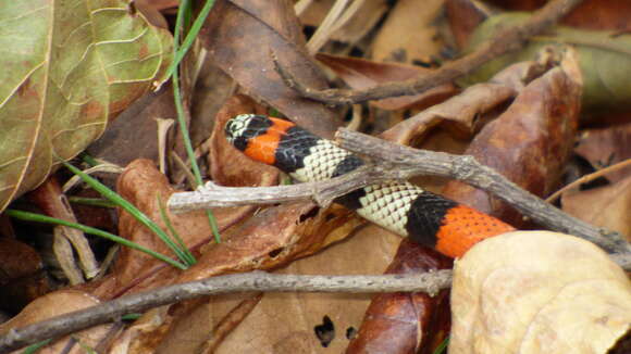 Image of Venezuela Coral Snake