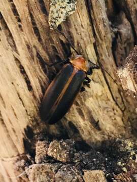 Image of Photuris (Photuris) fulvipes (Blanchard ex Brullé 1846)