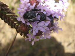 Image of Pachycnema crassipes (Fabricius 1775)