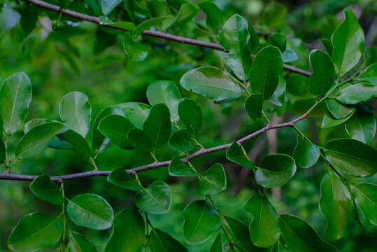 Image of Bushveld peacock-berry