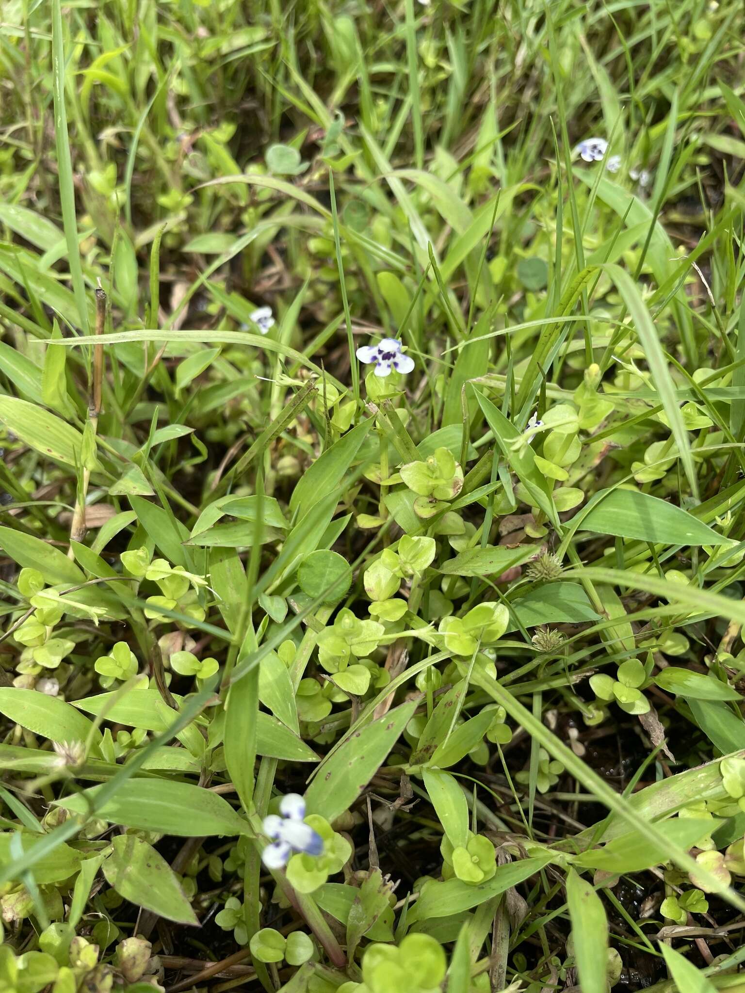 Image of Lindernia rotundifolia (L.) Alston