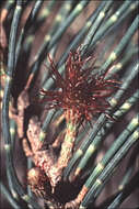 Image of Allocasuarina monilifera (L. A. S. Johnson) L. A. S. Johnson