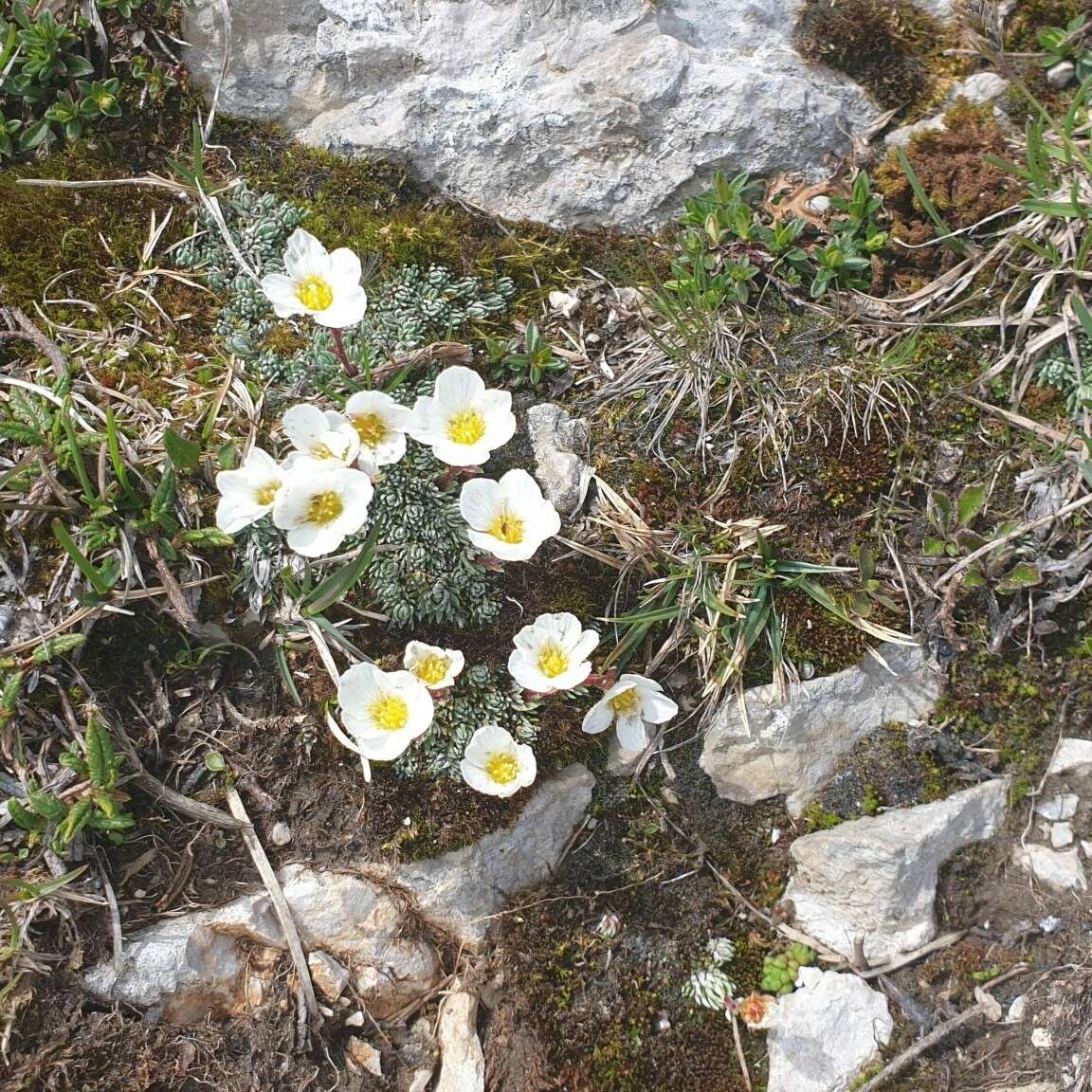 Слика од Saxifraga aretioides Lapeyr.