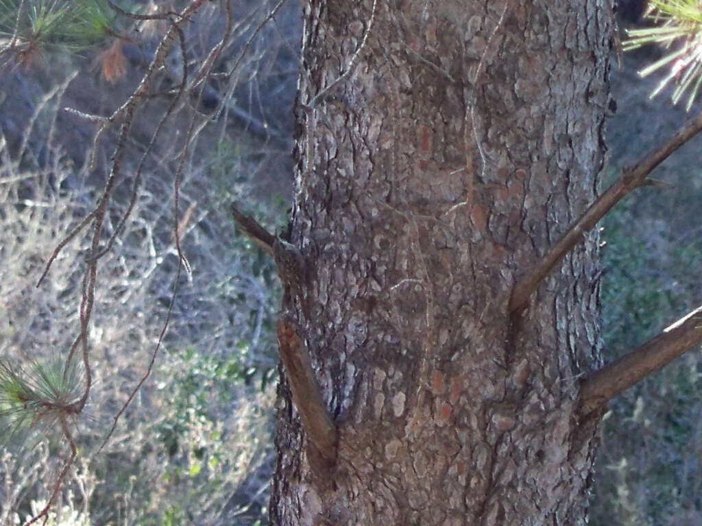 Image of Short-toed Treecreeper