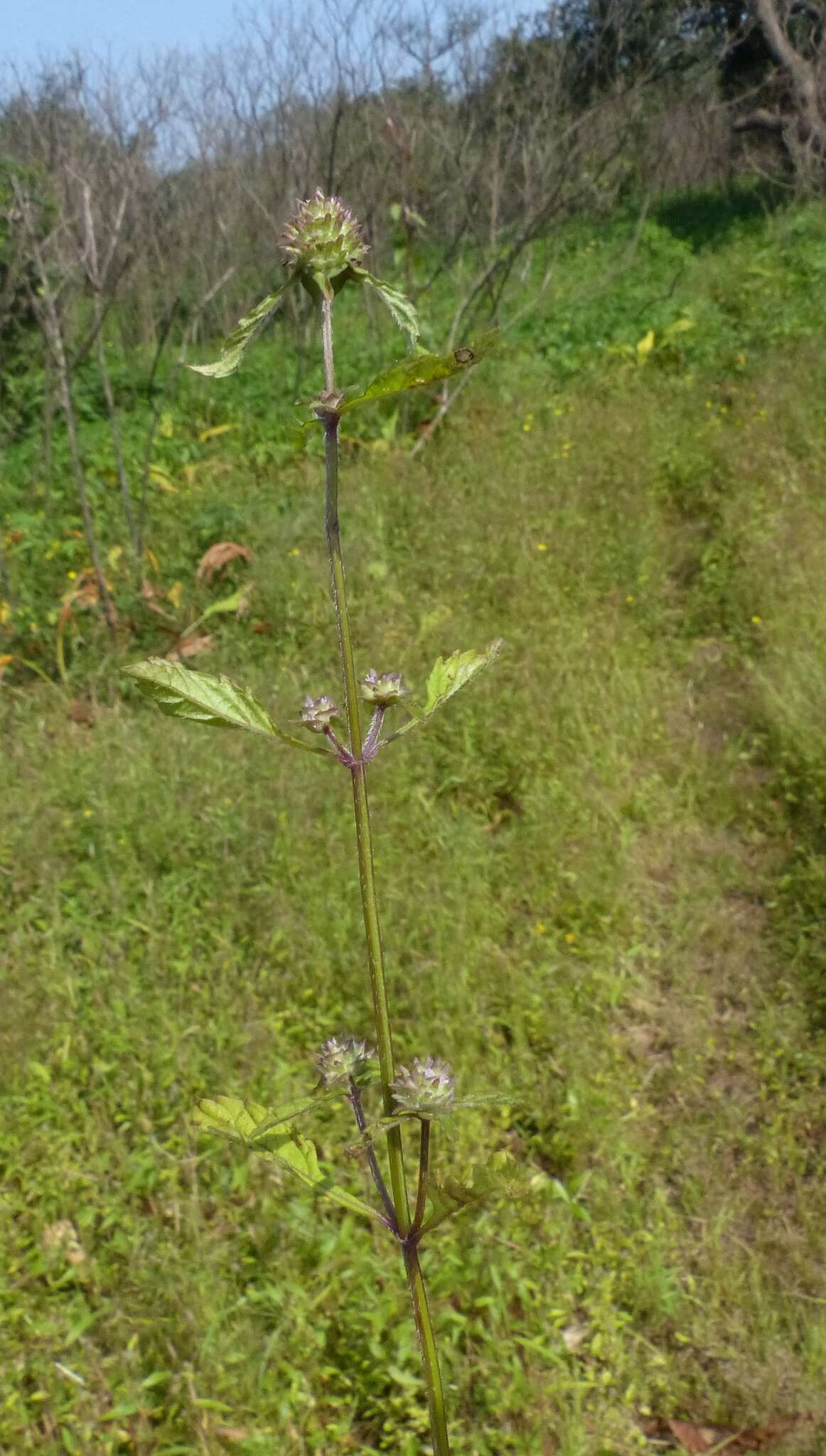 Sivun Platostoma hispidum (L.) A. J. Paton kuva