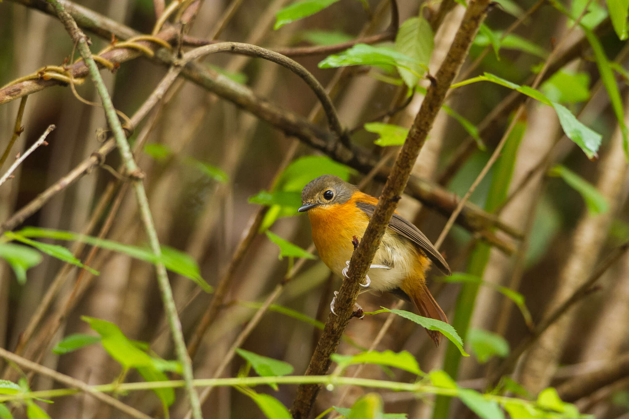 Image of Black-and-orange Flycatcher