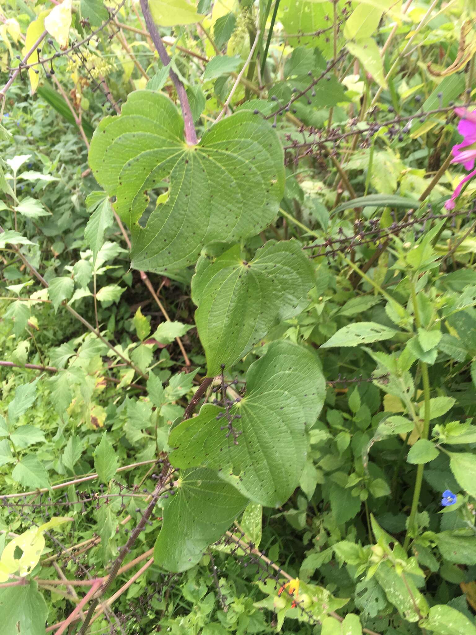 Image of Dioscorea galeottiana Kunth