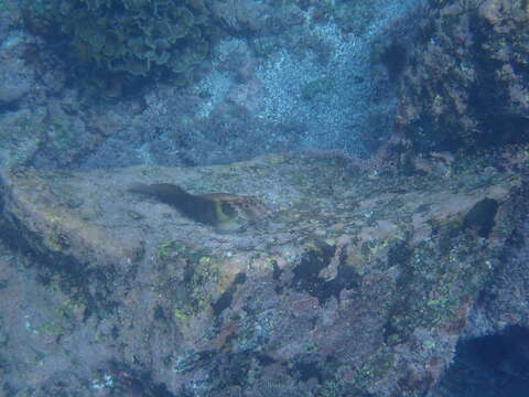 Image of Large-banded Blenny