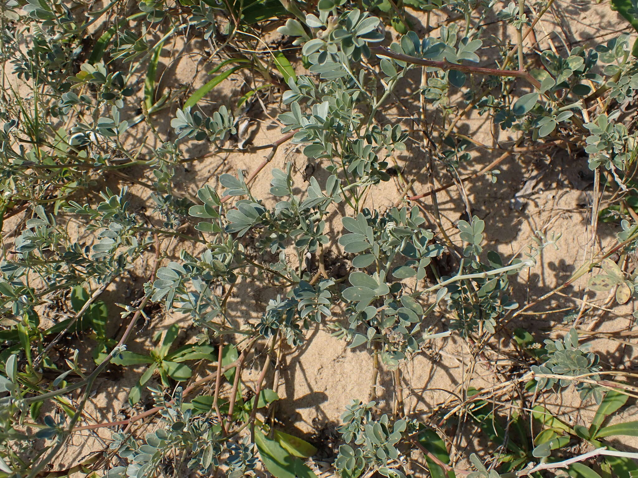 Tephrosia purpurea subsp. canescens (E. Mey.) Brummitt的圖片