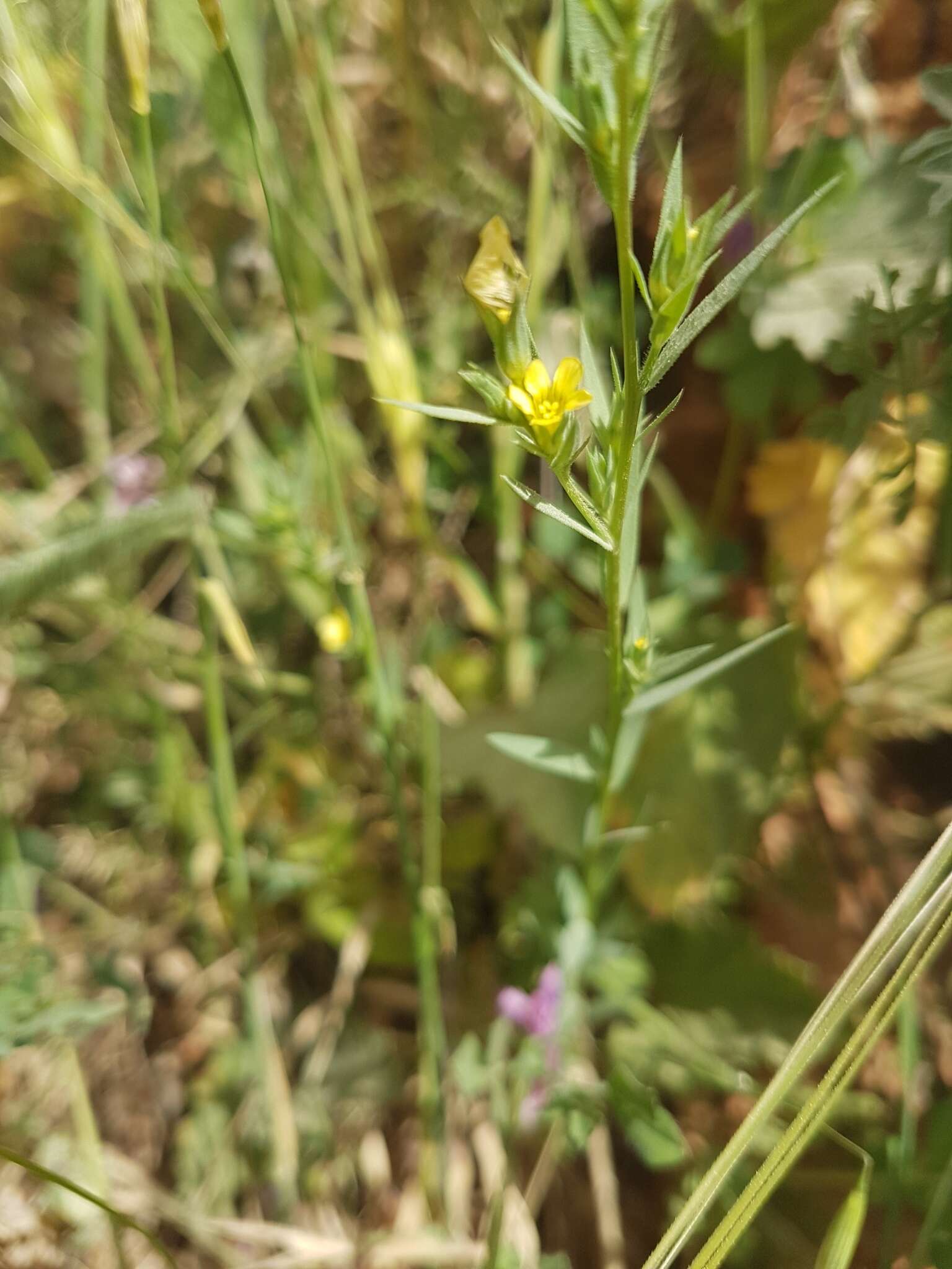 Linum corymbulosum Rchb. resmi