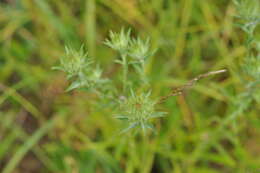 Image of Carlina biebersteinii Bernh. ex Hornem.