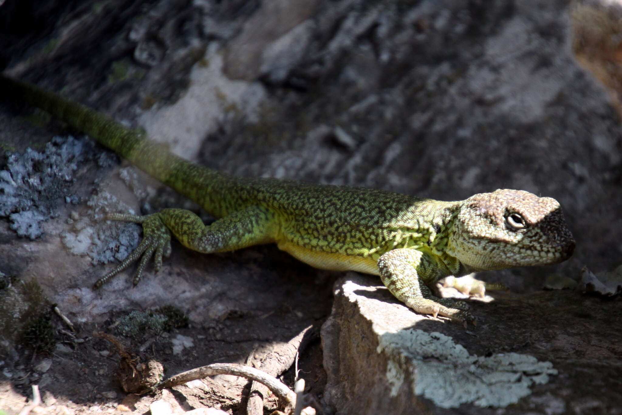 Image of Casuhatien Anole