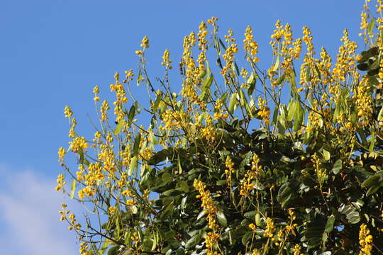 Image de Senna pistaciifolia (Kunth) H. S. Irwin & Barneby