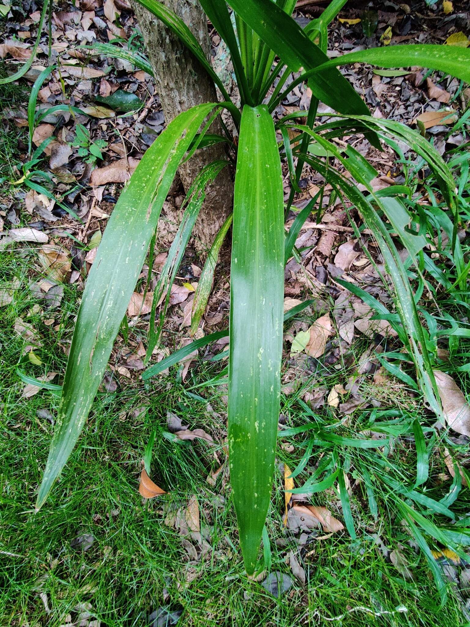 Image of Cordyline obtecta (Graham) Baker