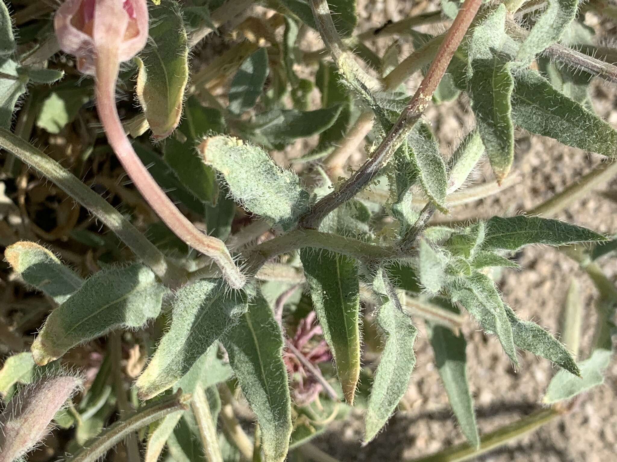 Image of California evening primrose