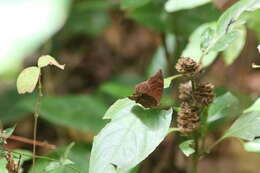 Imagem de Junonia stygia Aurivillius 1894